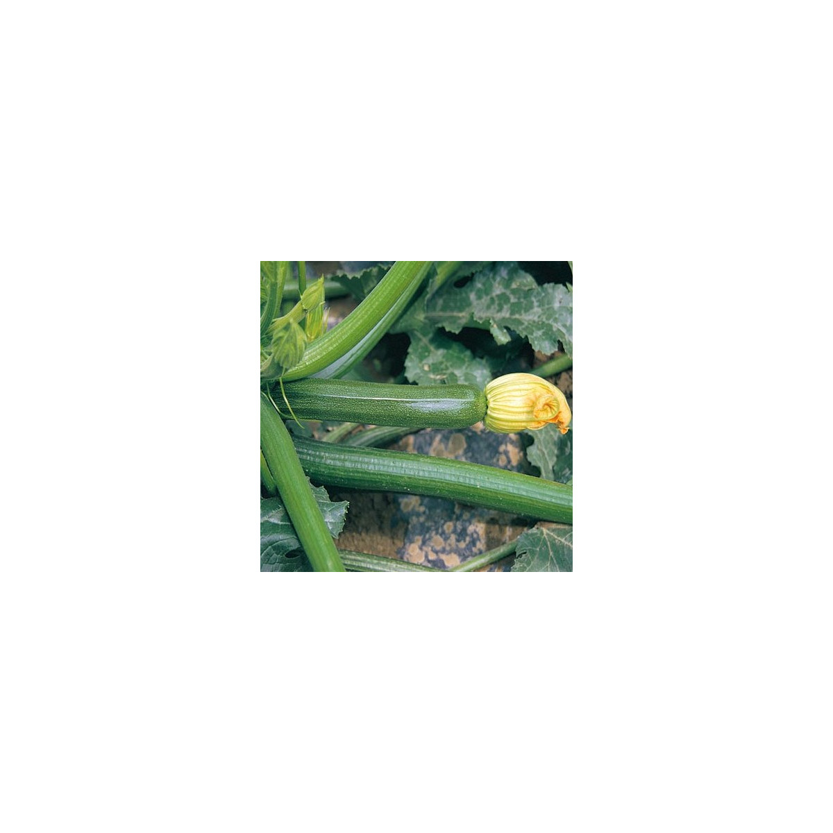 BIO Cuketa F1 Partenon - prodej bio semen cukety - 5 ks