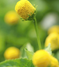 Homerjeva kapusova plamatka – Spilanthes oleracea – semena plamatke – 60 kosov