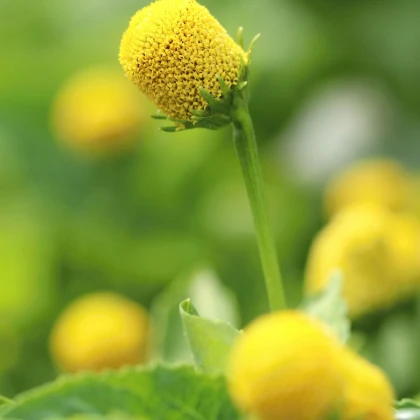 Homerjeva kapusova plamatka – Spilanthes oleracea – semena plamatke – 60 kosov