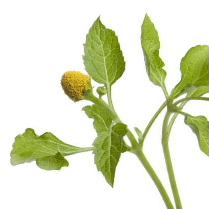 Homerjeva kapusova plamatka – Spilanthes oleracea – semena plamatke – 60 kosov