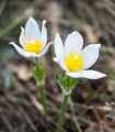  navadna pulzatila White Bells – Pulsatilla vulgaris – semena navadne pulzatile – 20 kosov