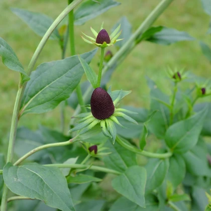 Třapatka západní - Rudbeckia occidentalis - semena třapatky - 30 ks