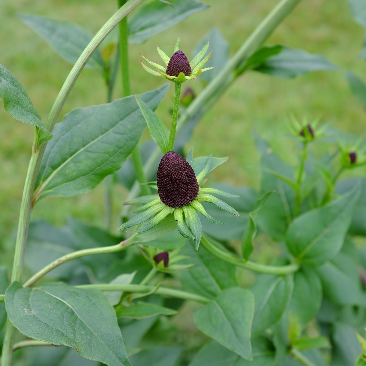 Třapatka západní - Rudbeckia occidentalis - semena třapatky - 30 ks