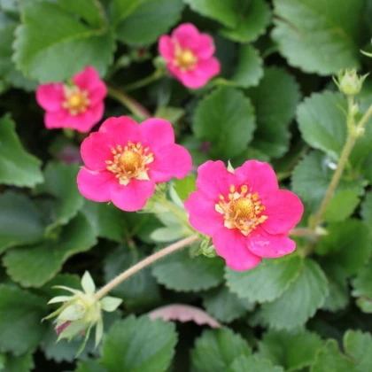 Jahodník stáleplodící Ariba Deep Rose F1 - Fragaria ananassa - semena jahodníku - 10 ks