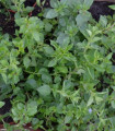 Grški origano s Krete – Origanum hirtum – semena origana – 200 kosov