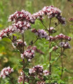 Običajni origan Aromata – Origanum vulgare – semena origana – 1000 kosov
