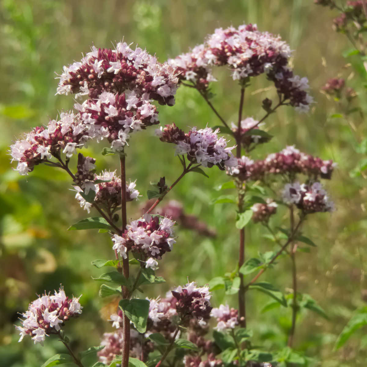 Dobromysl obecná Aromata - Origanum vulgare - semena dobromyslu - 1000 ks