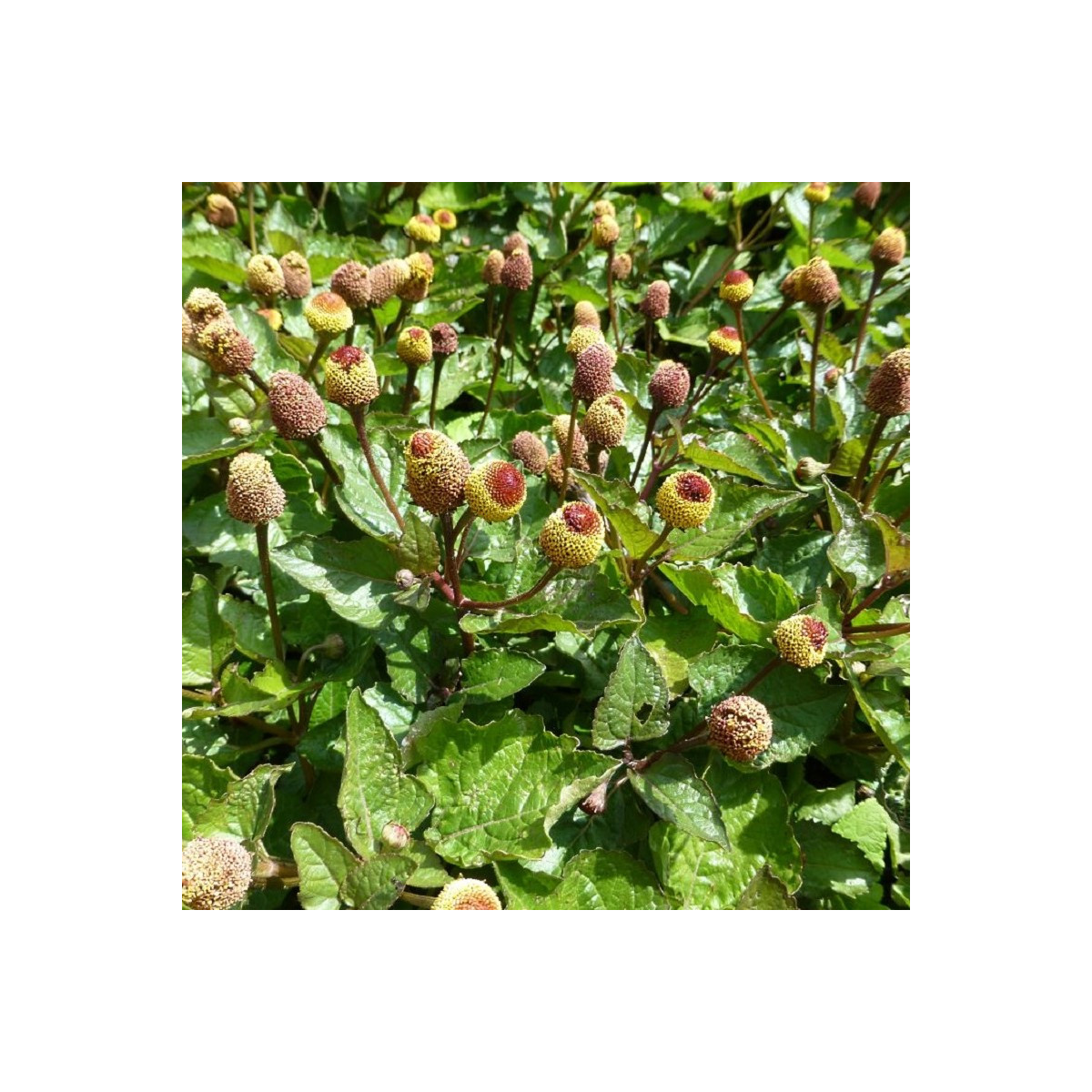 Plamatka zelná - Spilanthes oleracea - semena plamatky - 80 ks
