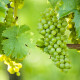 Réva vinná - Vitis vinifera - sazenice révy - 1 ks