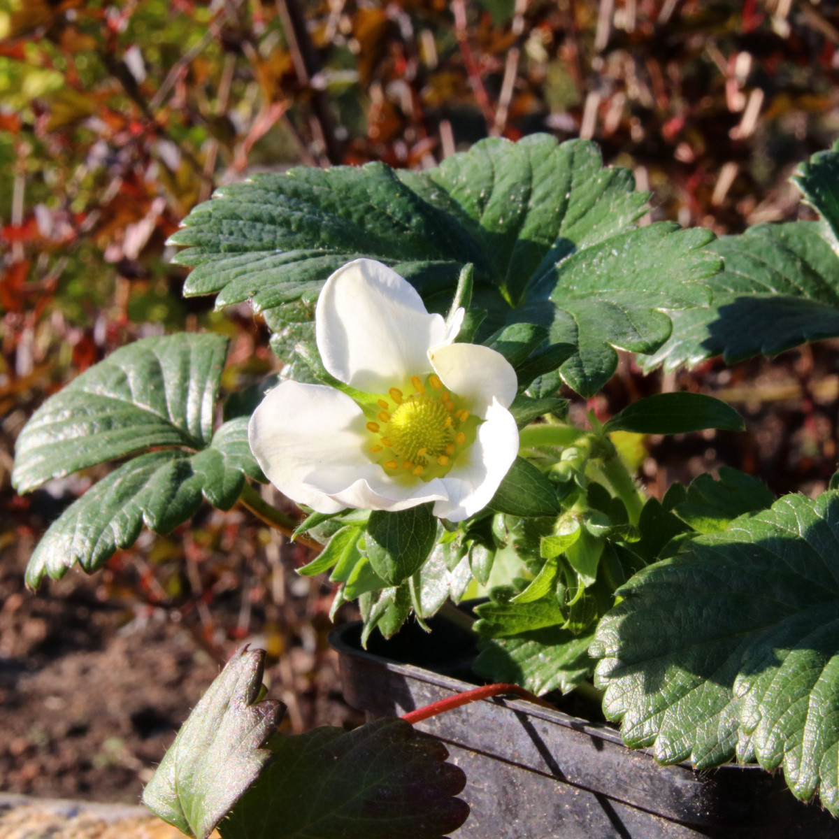 Jahodník stáleplodící Elan F1 - Fragaria ananassa - semena jahodníku - 10 ks