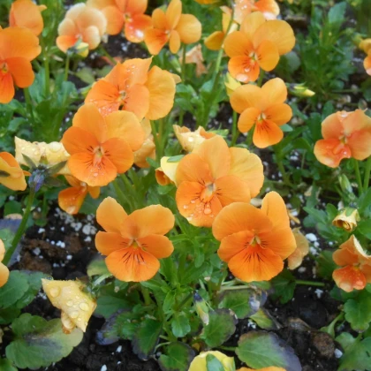 Violka Twix F1 Orange - Viola cornuta - semena violky - 20 ks