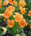 Viola Twix F1 Orange – Viola cornuta – semena vijolice – 20 kosov