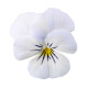 Violka Twix F1 Snow - Viola cornuta - semena violky - 20 ks