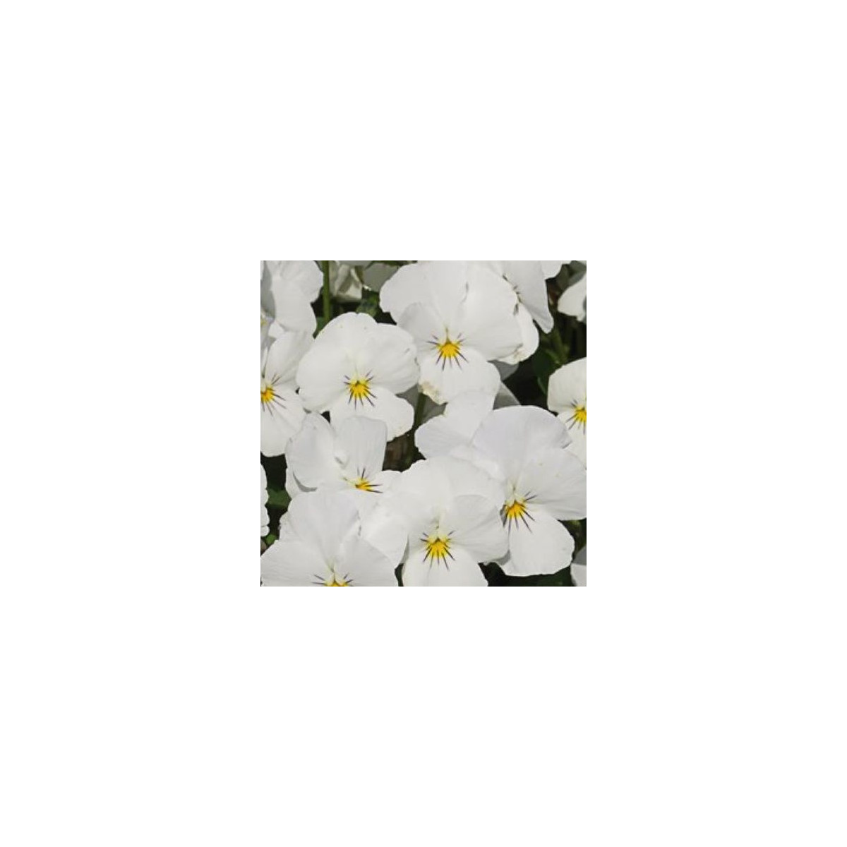 Violka Twix F1 Snow - Viola cornuta - semena violky - 20 ks