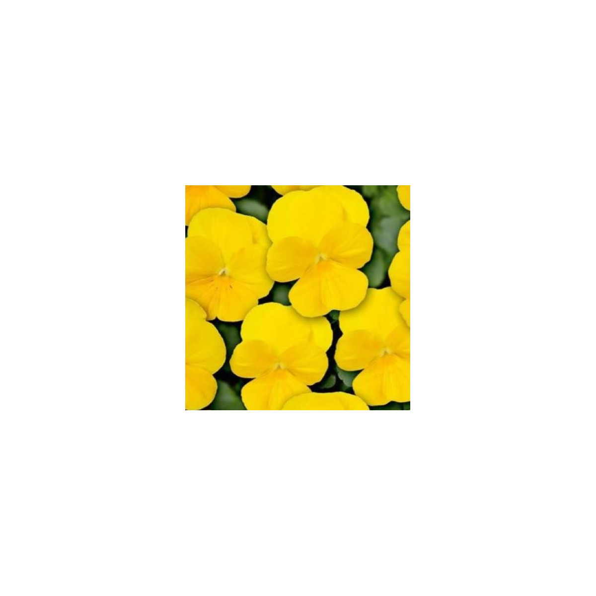 Violka Twix F1 Yellow - Viola cornuta - semena violky - 20 ks