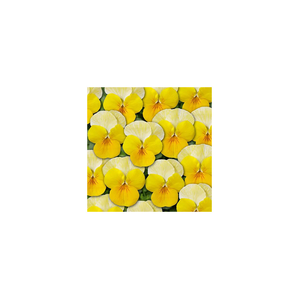 Violka Ice Babies F1 Golden Yellow - Viola cornuta - semena violky - 20 ks