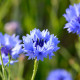 BIO Chrpa modrá - Centaurea cyanus - semena chrpy - 30 ks