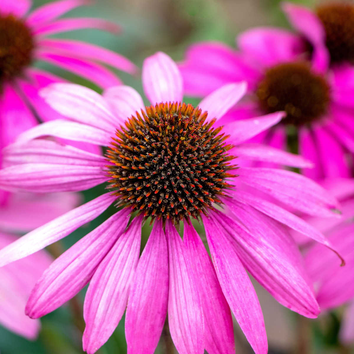 Třapatka Primadonna Deep Rose - Echinacea purpurea - semena třapatkovky - 15 ks