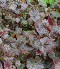 Dlužicha Palace Purple - Heuchera micrantha - semena dlužichy - 20 ks