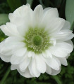 Sasanka Mount Everest - Anemone - gomolji sasanke - 3 kosi