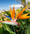 Natalska strelitzija – Strelitzia nicolai – semena strelitzije – 2 kos