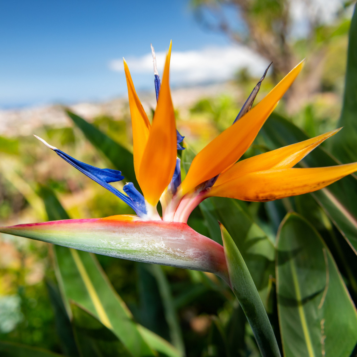 Strelície natalská - Strelitzia nicolai - semena strelície - 2 ks