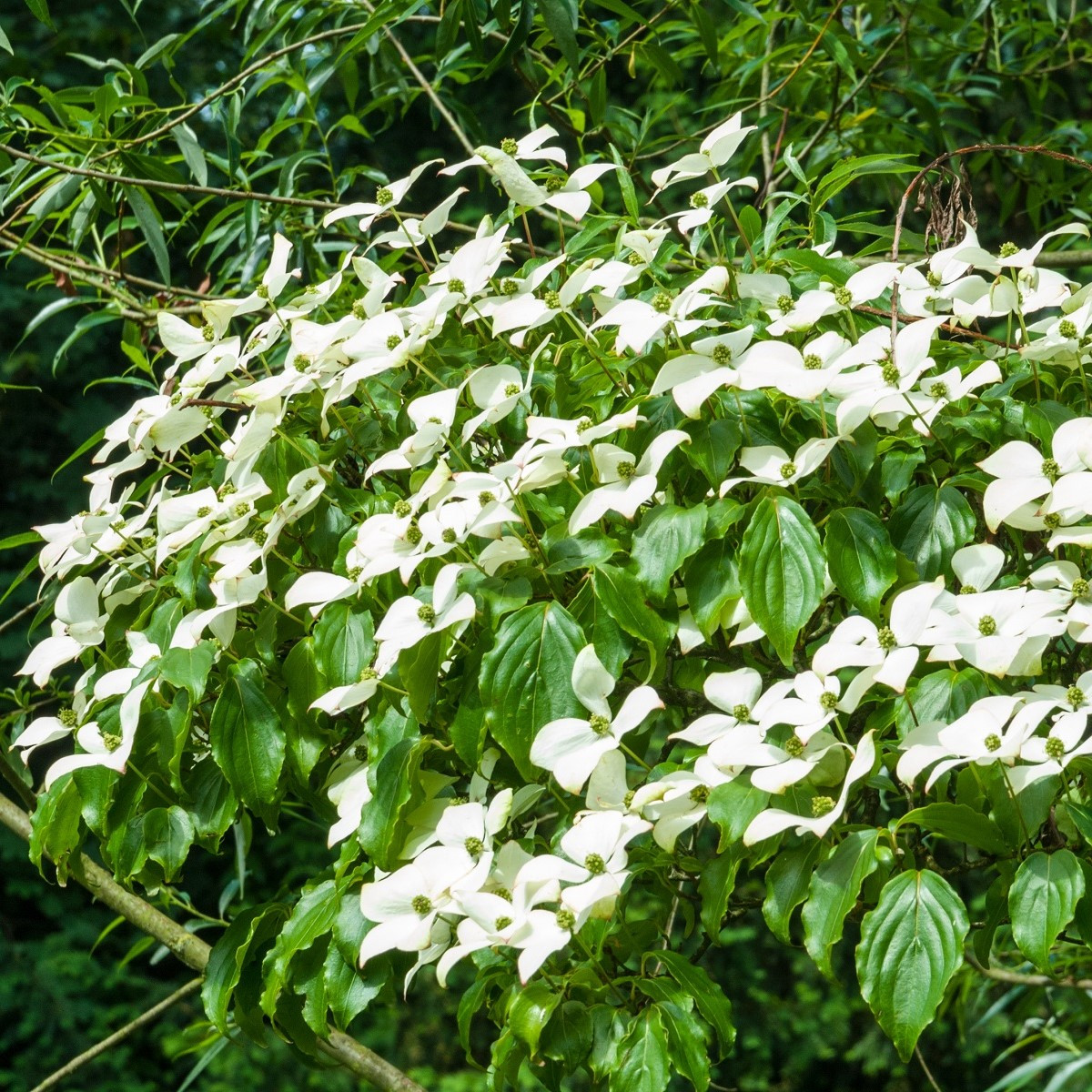 Japonski dren - Cornus kousa - semena drena - 4 kosi