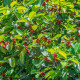 Semena smokvovca – Indijski smokvovec – Ficus benghalensis