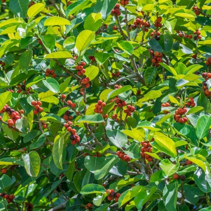 Semena smokvovca – Indijski smokvovec – Ficus benghalensis
