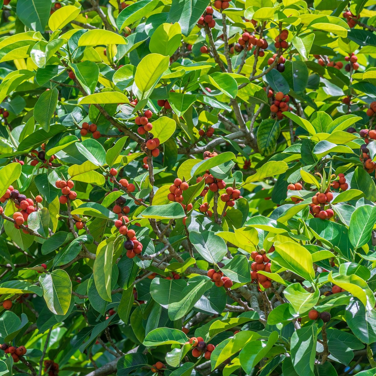 Semena smokvovca – Indijski smokvovec – Ficus benghalensis