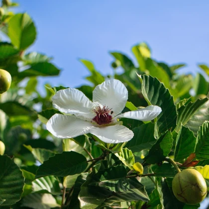 Dilenija indijska - Dillenia indica - semena dilenije - 12 kos