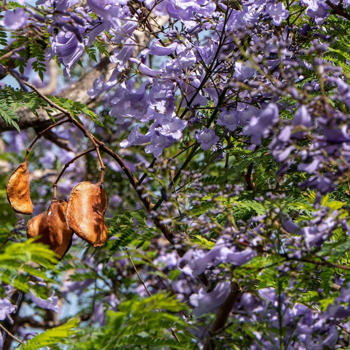 Žakaranda mimózolistá - Jacaranda mimosifolia - semena žakarandy - 6 ks