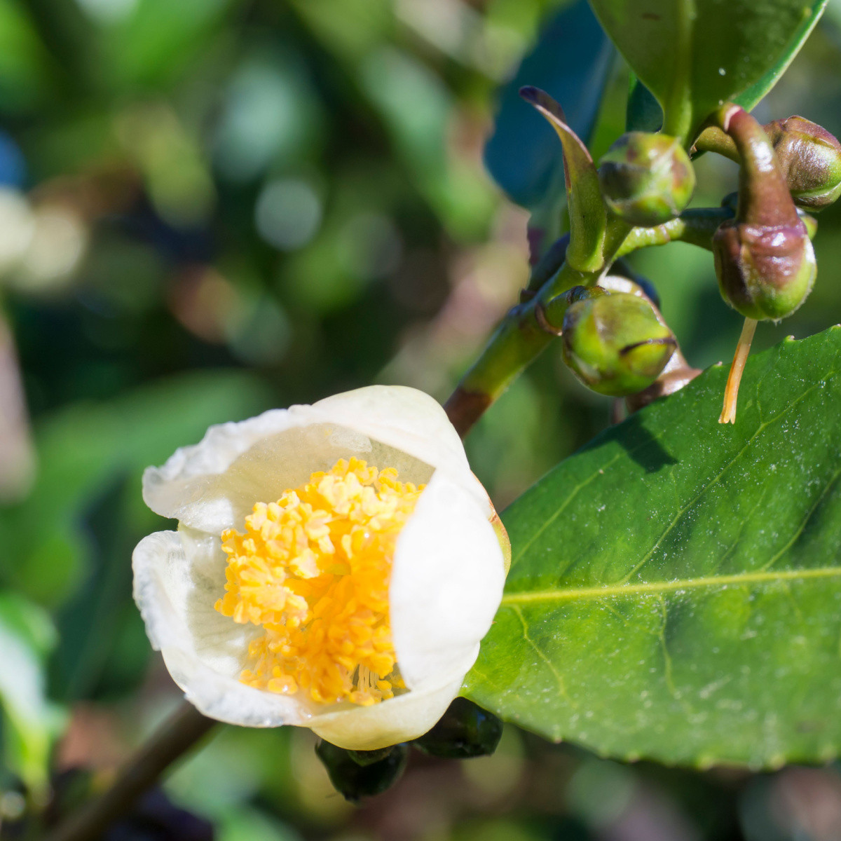 Čajovník čínský - Camellia sinensis - semena čajovníku - 5 ks