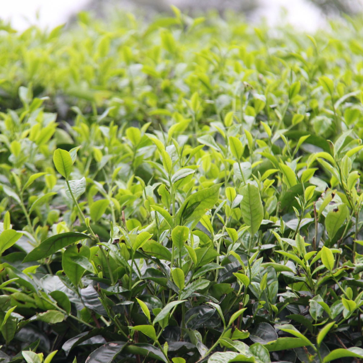 Čajovník čínský - Camellia sinensis - semena čajovníku - 5 ks