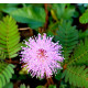 Citlivka stydljivá - Mimosa pudica - semena citlivke - 10 kosov