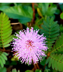 Citlivka stydljivá - Mimosa pudica - semena citlivke - 10 kosov