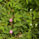 Citlivka stydljivá - Mimosa pudica - semena citlivke - 10 kosov