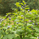 Mochinasta lilija – Nicandra physalodes – semena lilije – 30 kosov