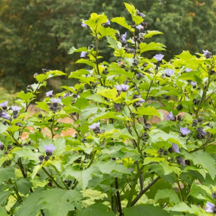 Mochinasta lilija – Nicandra physalodes – semena lilije – 30 kosov