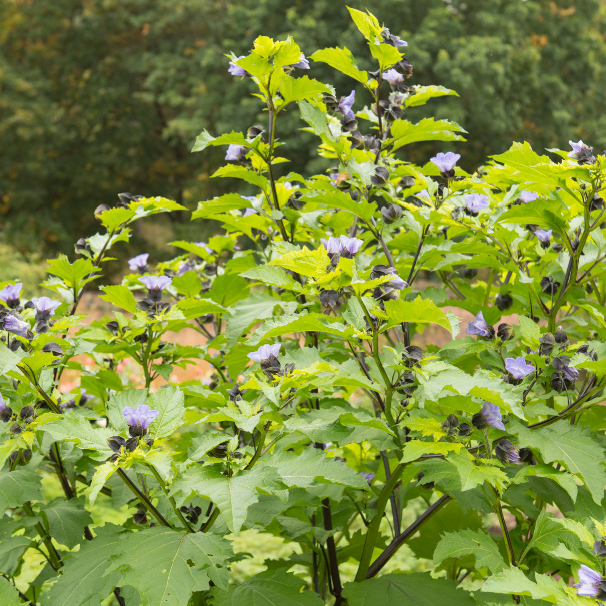 Mochinasta lilija – Nicandra physalodes – semena lilije – 30 kosov