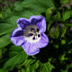 Mochinasta lilija – Nicandra physalodes – semena lilije – 30 kosov