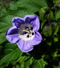 Mochinasta lilija – Nicandra physalodes – semena lilije – 30 kosov