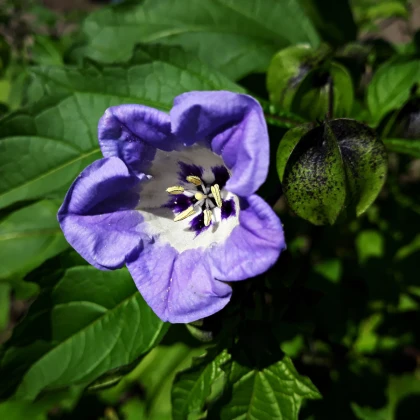 Mochinasta lilija – Nicandra physalodes – semena lilije – 30 kosov