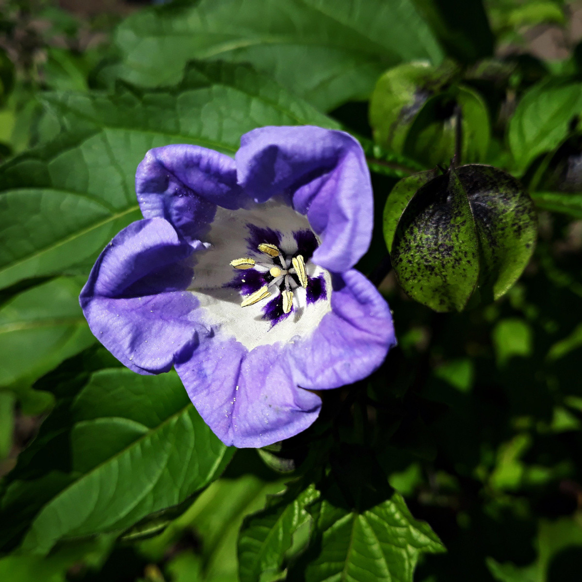 Mochinasta lilija – Nicandra physalodes – semena lilije – 30 kosov