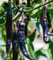 Chilli Pasilla Bajio - Capsicum annuum - semena čili - 7 kosov