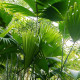 Palma - Carludovica palmata - semena palme - 10 kosi