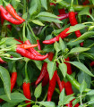 Čili Kajenski poper - Capsicum annuum - semena čili - 8 kos