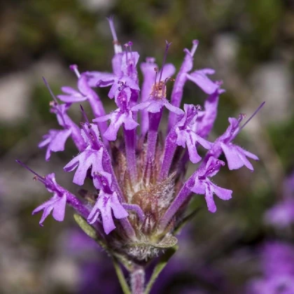 Mateřídouška dlouhokvětá - Thymus longiflorus - semena mateřídoušky - 50 ks