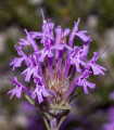 Dolgocvetni timijan – Thymus longiflorus – semena timijana – 50 kosov
