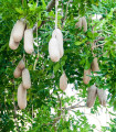 Salamovo drevo – Kigelia africana – semena salamovega drevesa – 4 kos